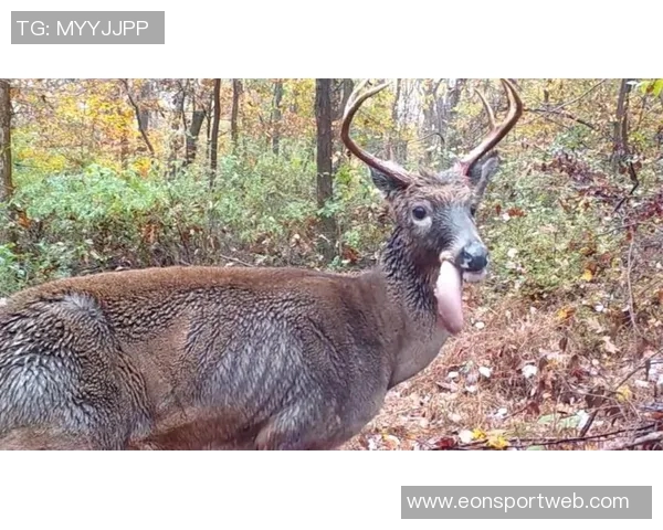记者分析无字鹿获胜背后的深远意义彰显雄鹿实力不容忽视